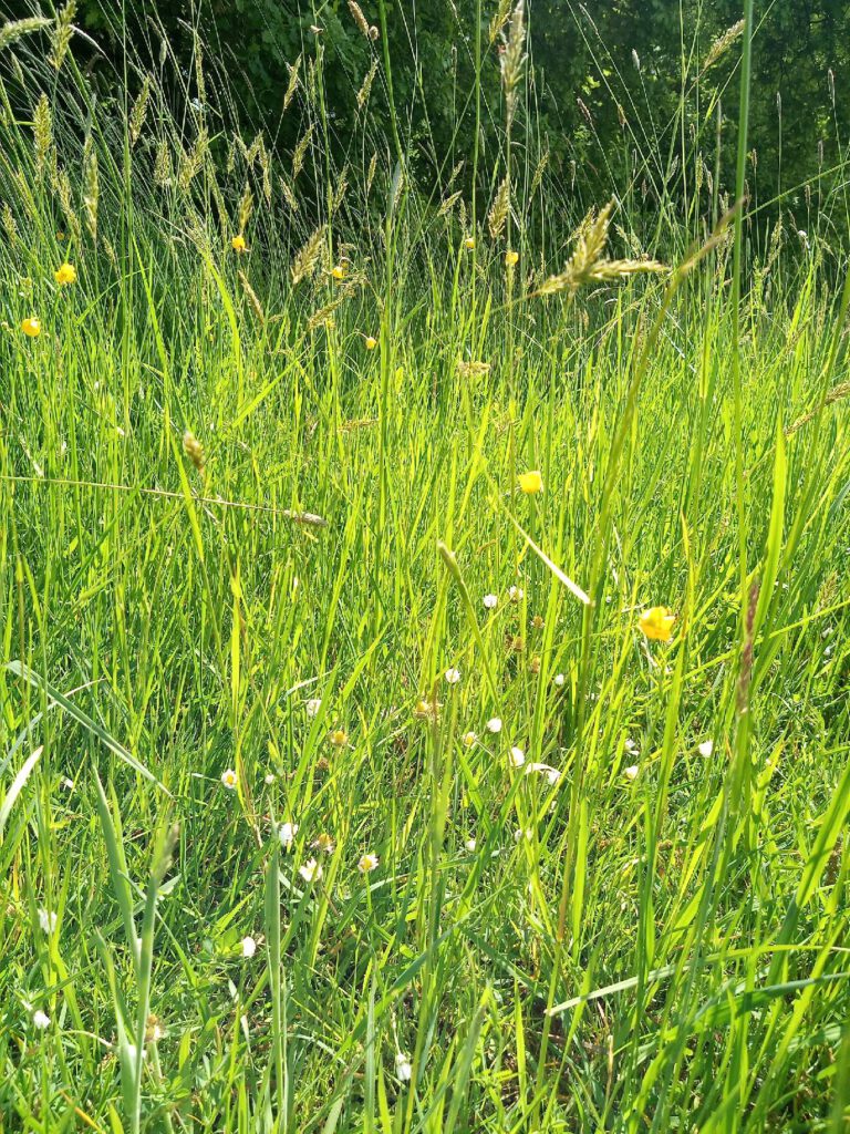 Abbildung 9: Einblick in ein artenreicheres Grünland mit Gewöhn-lichem Ruchgras, Scharfem Hahnenfuß und Gänseblümchen.